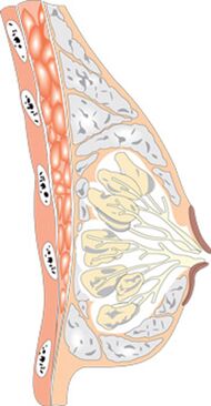 Struktura ženského prsu